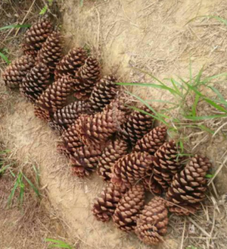 大量供應(yīng)植物松果